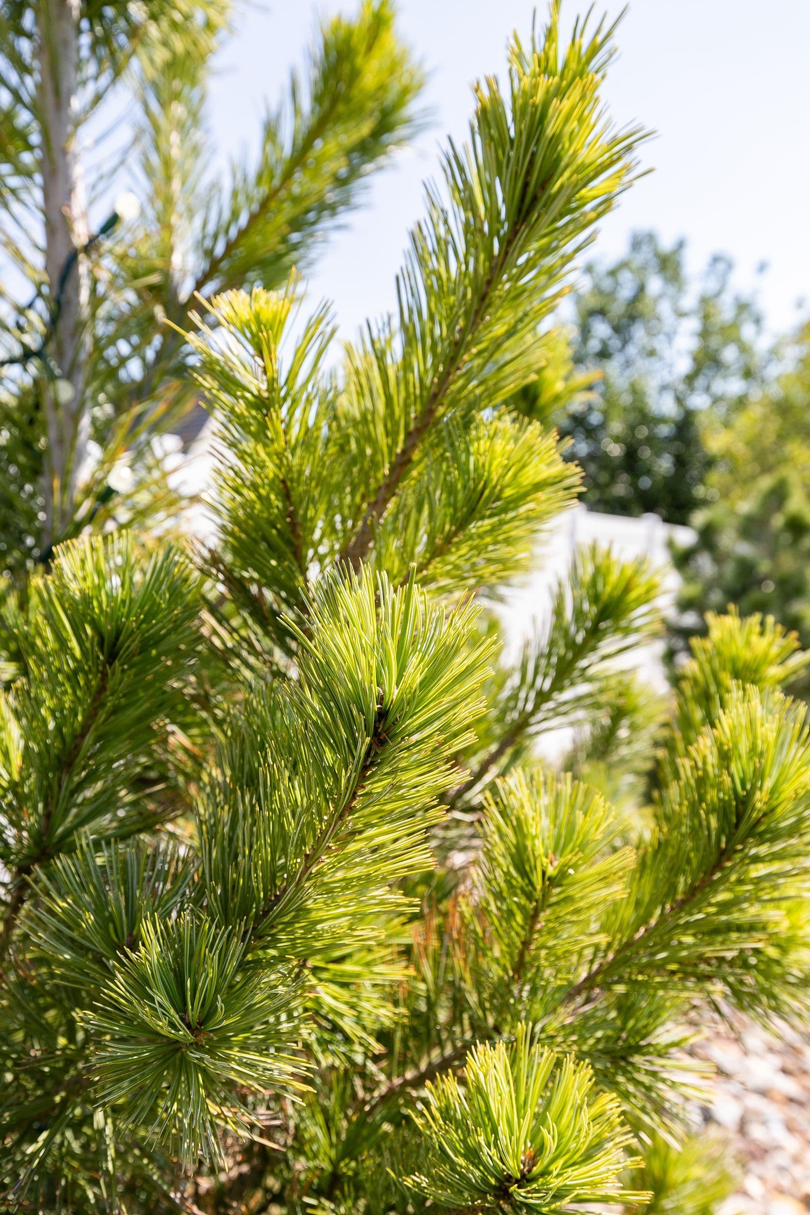 Embrace the Beauty of Winter Landscaping image