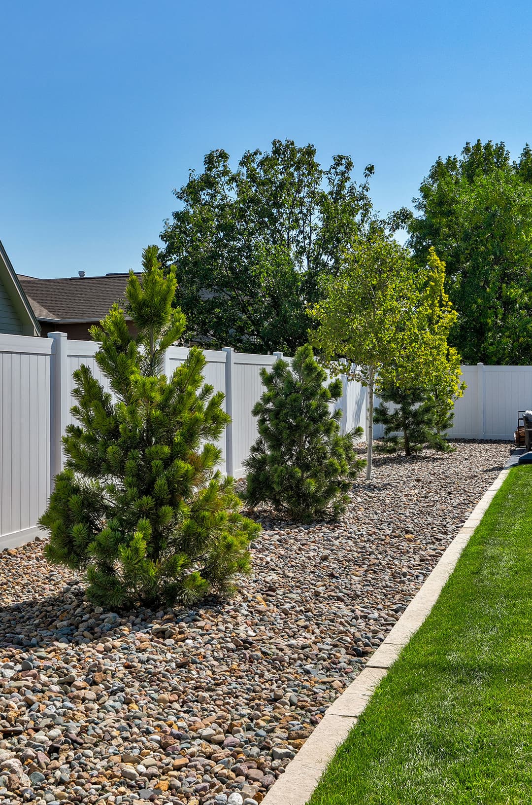 Landscaped backyard with evergreen trees, decorative rocks, and a white privacy fence.