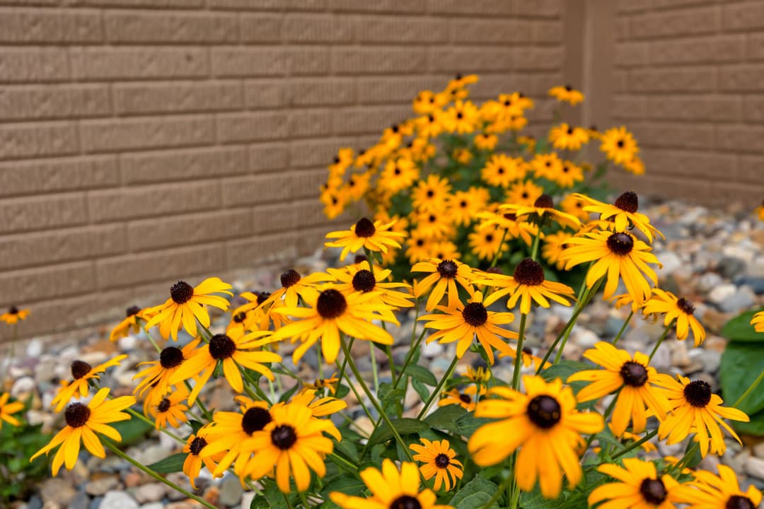 Bright yellow black-eyed Susan flowers blooming in a garden against a textured brown wall.