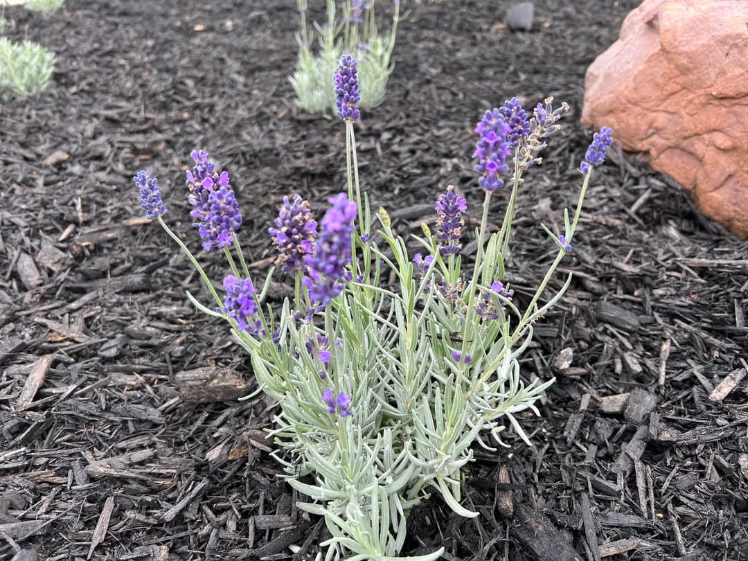 Lavender flowers blooming in garden mulch with rocks in background.