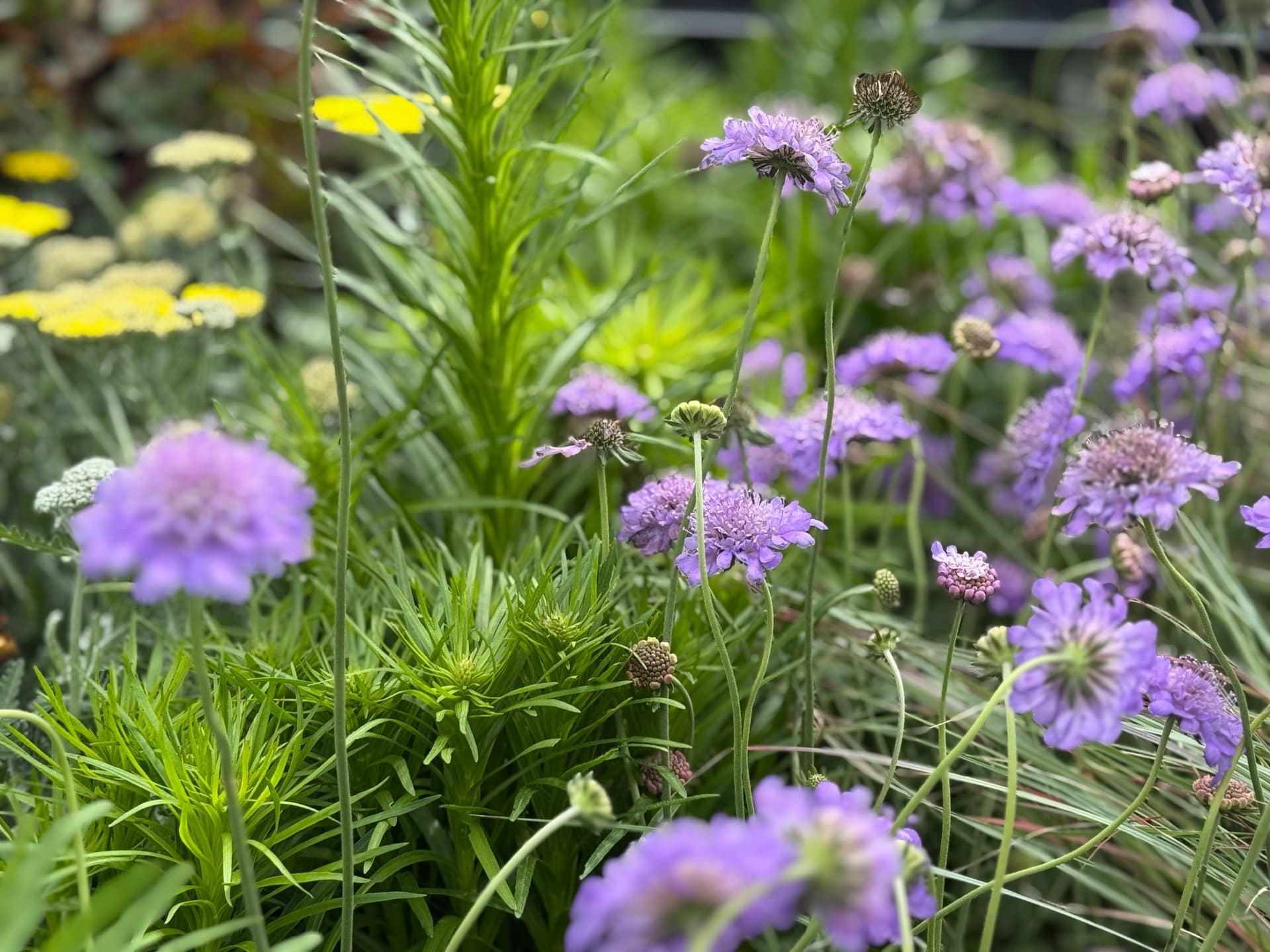 Countdown to Spring: Explore New Blooms image