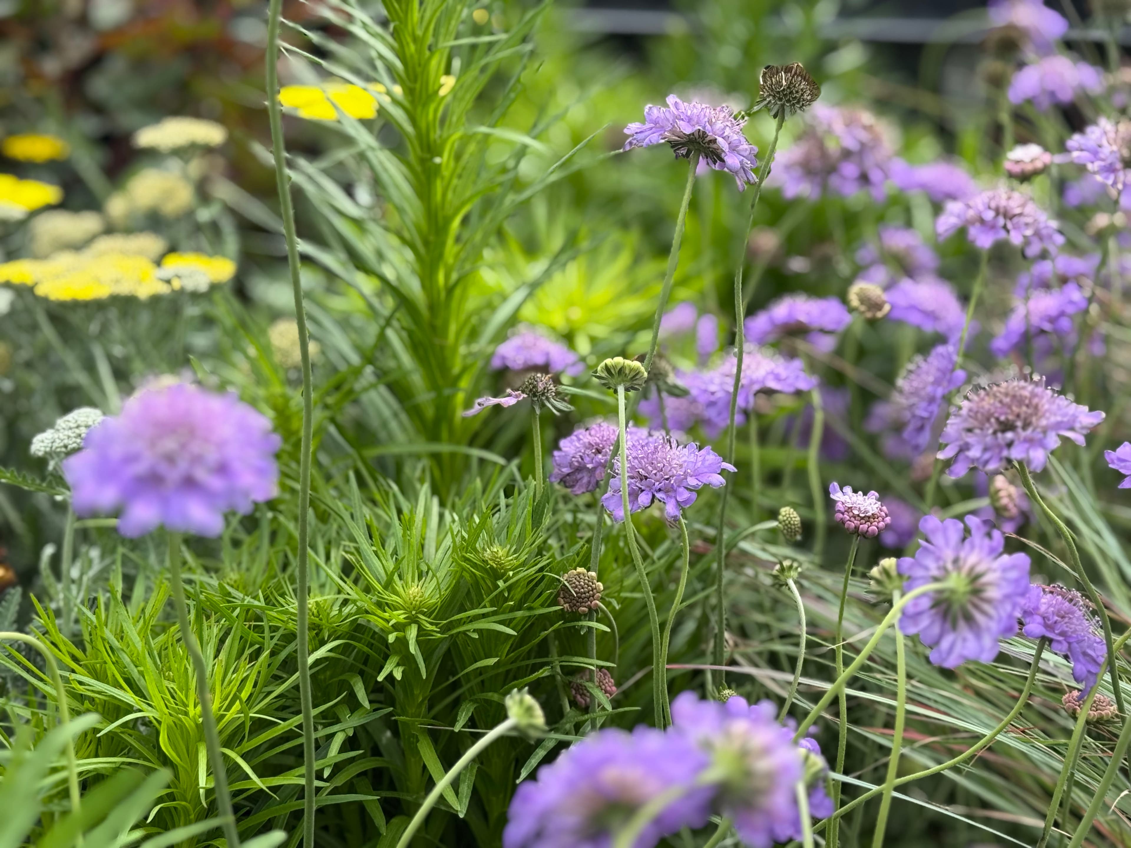 Project Countdown to Spring: Explore New Blooms image