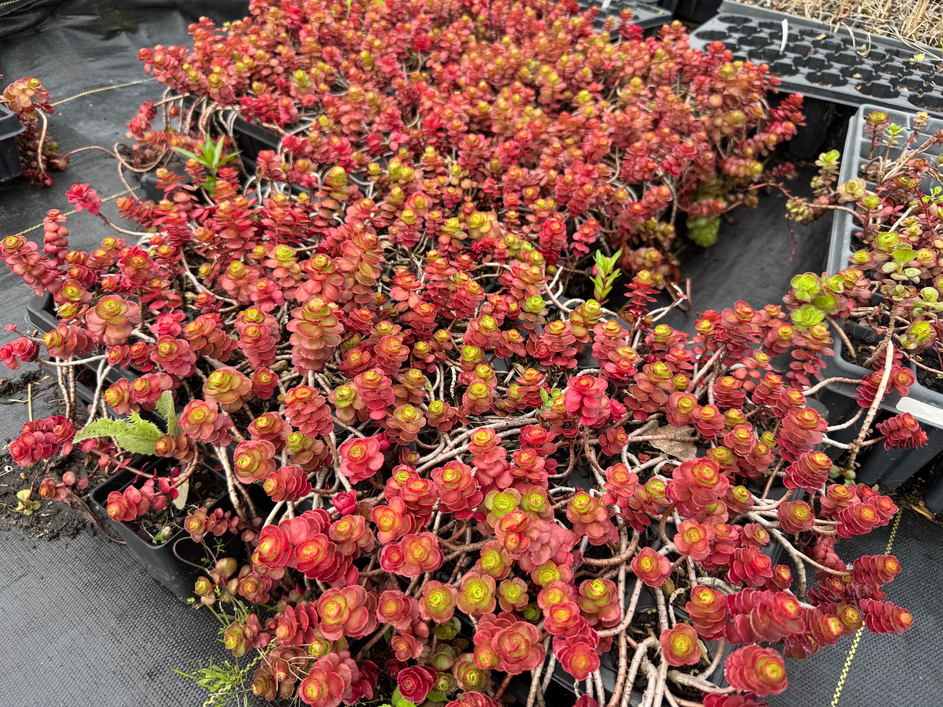 Gallery photos for Countdown to Spring: Explore New Blooms: Image #5