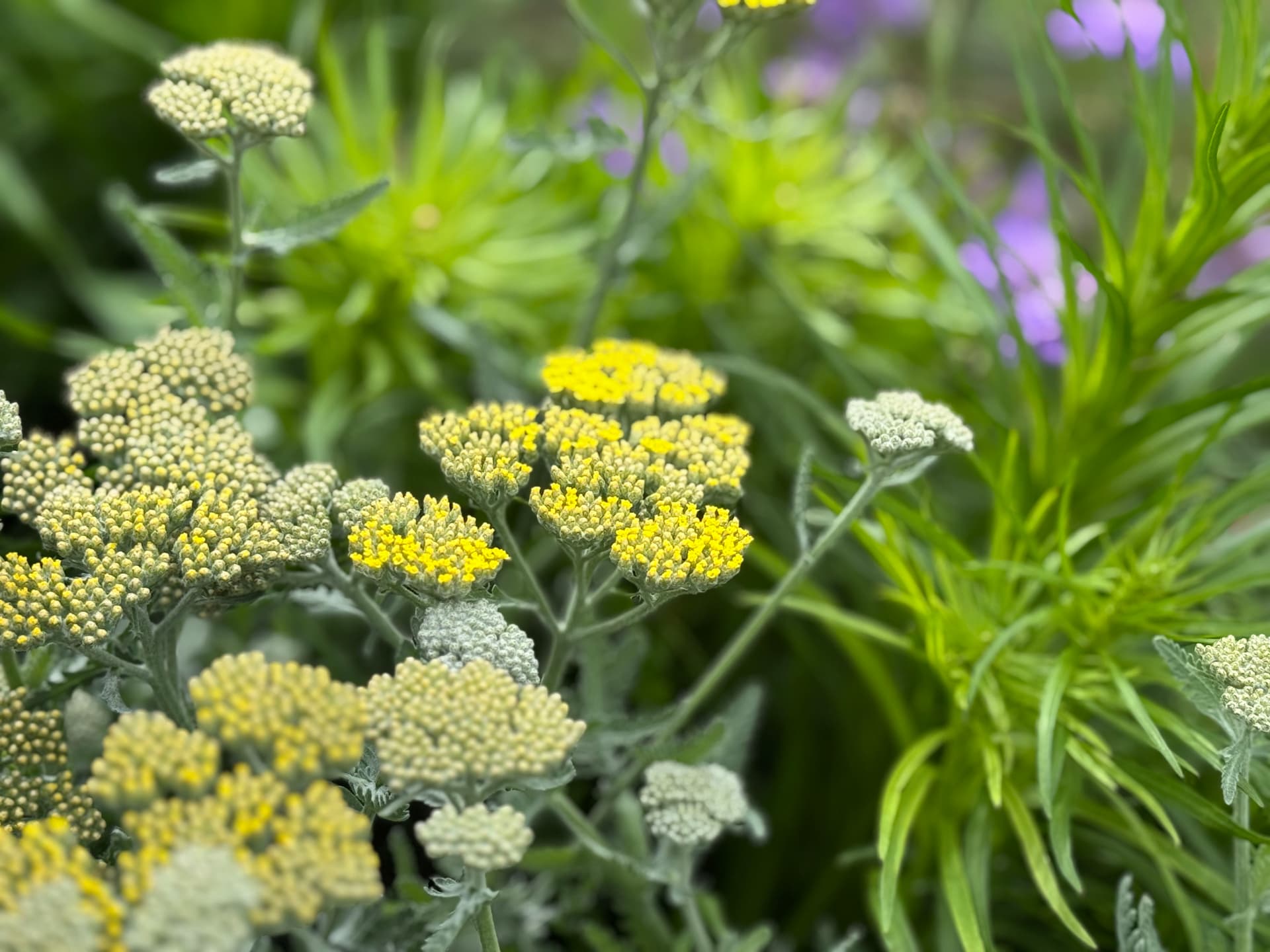 Gallery photos for Countdown to Spring: Explore New Blooms: Image #1