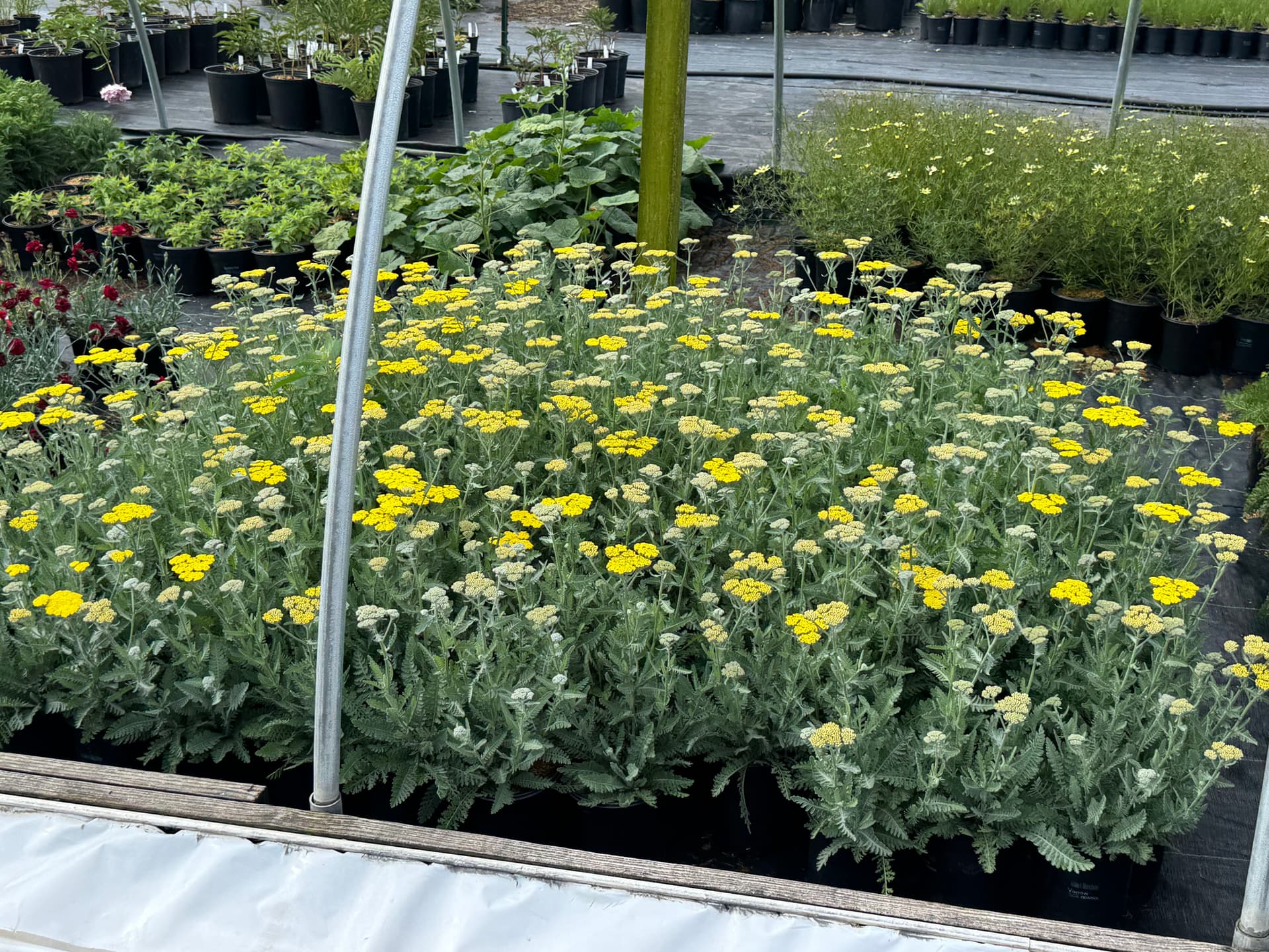 Gallery photos for Countdown to Spring: Explore New Blooms: Image #3