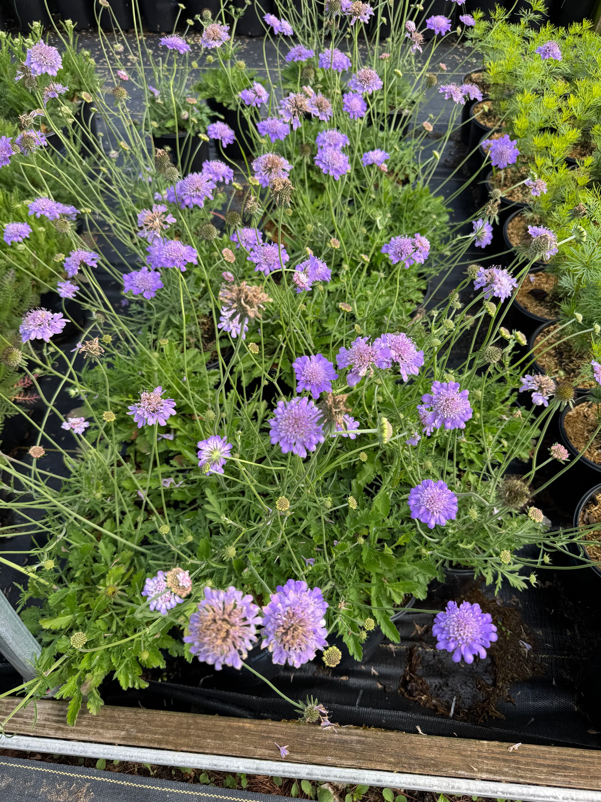 Gallery photos for Countdown to Spring: Explore New Blooms: Image #4